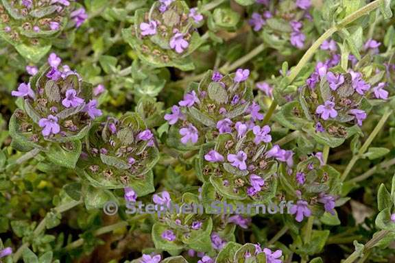 thymus camphoratus 6 graphic